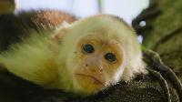 Click to watch 'Big Families' (popup) Wild Babies
